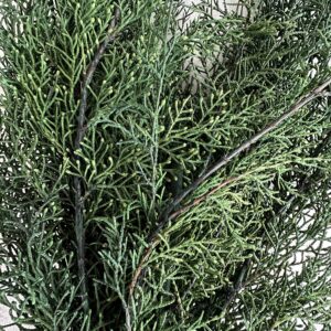Preserved cypress tree branches