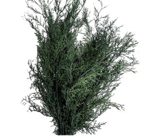 Preserved cypress branches