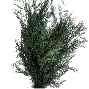 Preserved cypress branches
