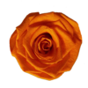 Preserved medium rose orange wholesale