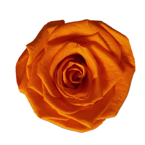 Preserved medium rose orange wholesale