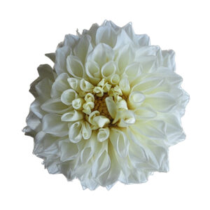 Preserved dahlia ivory white wholesale