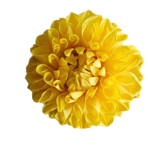 Preserved dahlia yellow wholesale