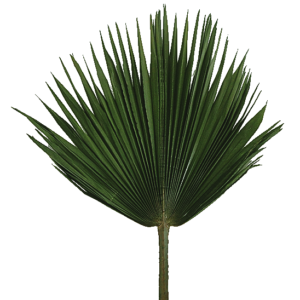Preserved washingtonia palm leaf green; feuille de palmier Washingtonia stabilisée; hoja de palmera Washingtonia preservada