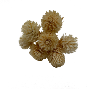 Preserved dried gomphrena filler ivory natural wholesale