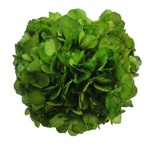 Preserved green hydrangea wholesale