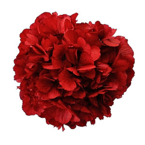 Preserved red hydrangea wholesale