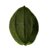 Preserved tibouchina decorative velvet leaf green