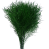 buy Preserved tree fern tiki fern - asparagus virgatus wholesale