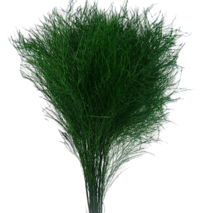 Preserved tree fern - asparagus virgatus