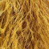 Preserved tree fern tiki fern asparagus yellow wholesale