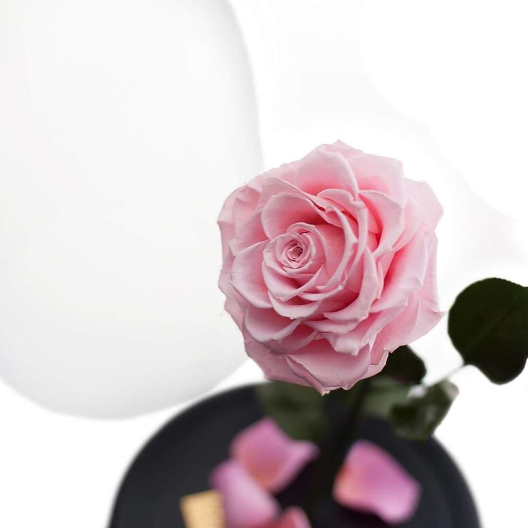Preserved roses : The beauty that lasts