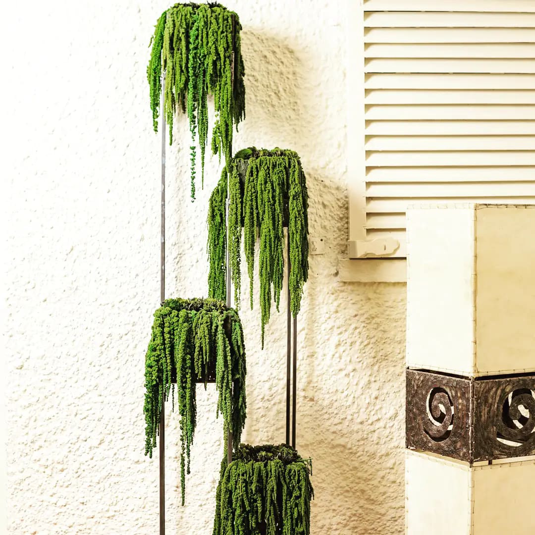 The ultimate guide to preserved amaranthus caudatus : Characteristics, uses, care tips