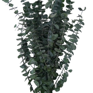 Preserved eucalyptus baby blue on wholesale producer