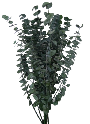 Preserved eucalyptus baby blue on wholesale producer