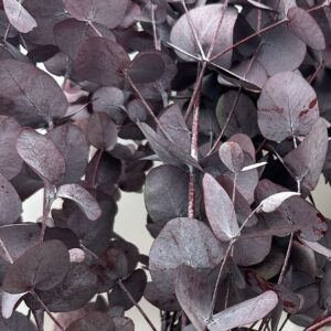 preserved eucalyptus silver drop red, producer, wholesale