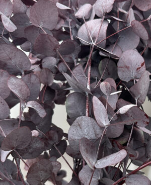 preserved eucalyptus silver drop red, producer, wholesale