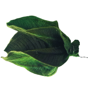 preserved tibouchina posy, velvety posy, wholesale, preserved foliage for centre pieces and floral compositions
