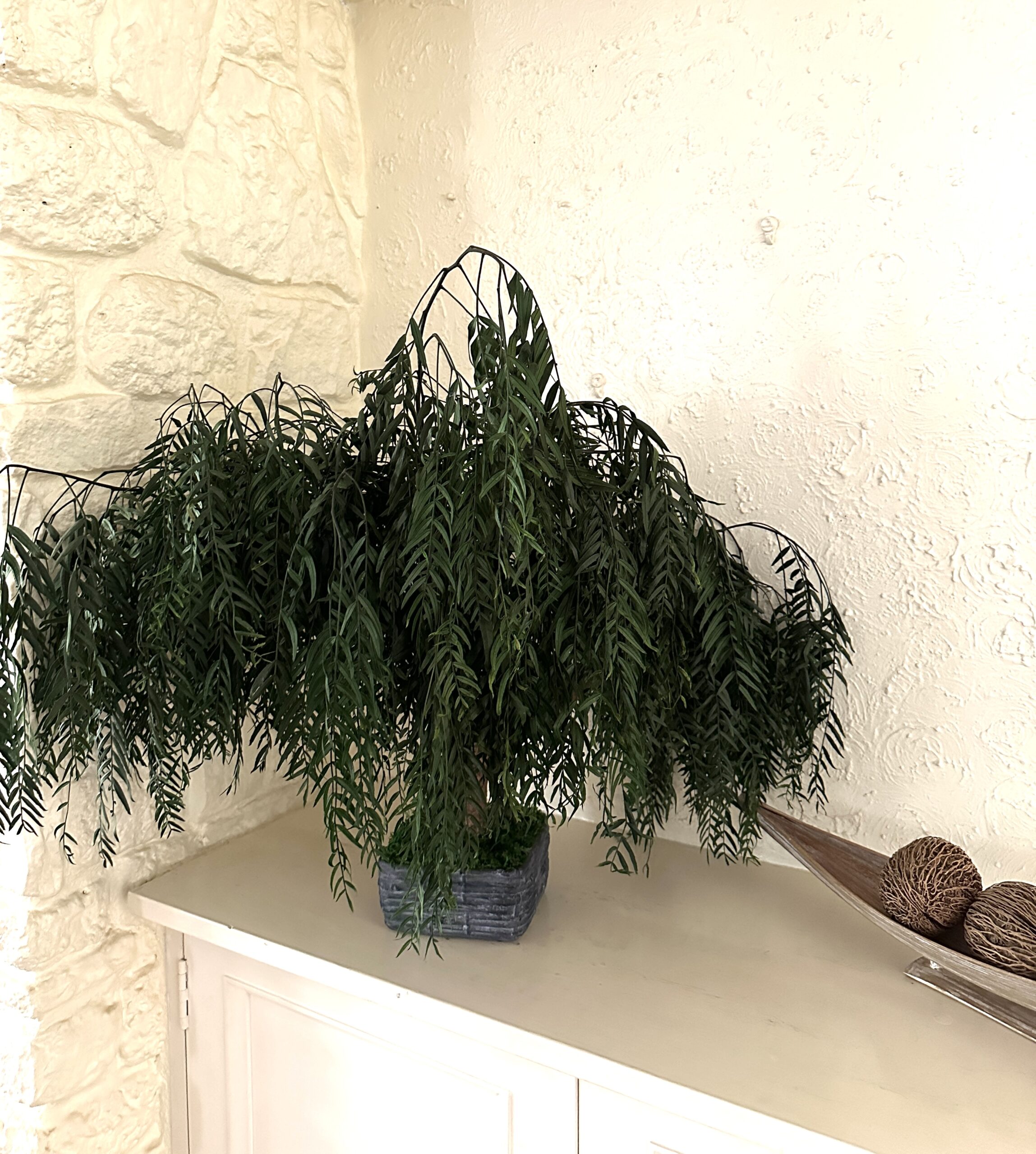 Preserved Trees and Bonsais : Natural Beauty that Lasts