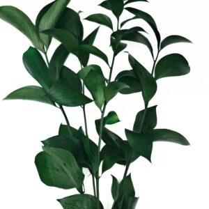 preserved ruscus green, preserved foliage, wholesaler, producer, preserved plants, greenery