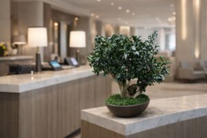 preserved pittosporum bonsai tree wholesale producer
